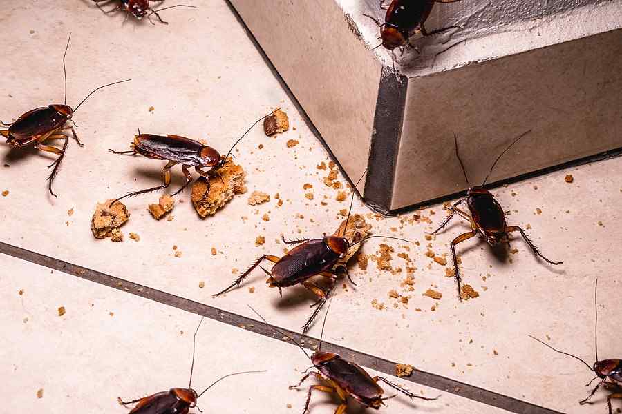 Fumigation for Airbnb, Guest Houses, and Short-Stay Rentals in Kenya