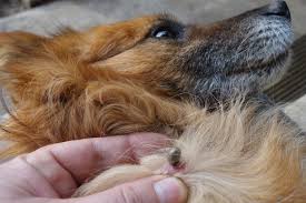 Tick Flea And Mite Control Services