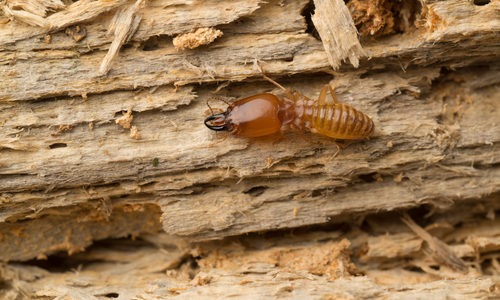 Wood Destroying Organisms Treatment Services