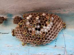 Professional Bee Relocation Wasp Nest Removal Kenya