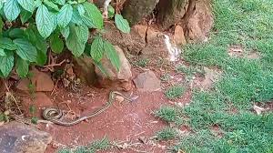 Snake Prevention And Removal Services In Kenya
