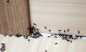 Ant Infestation Management Services
