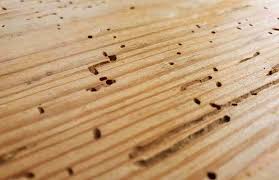 General Wood Borer Protection Services In Kenya
