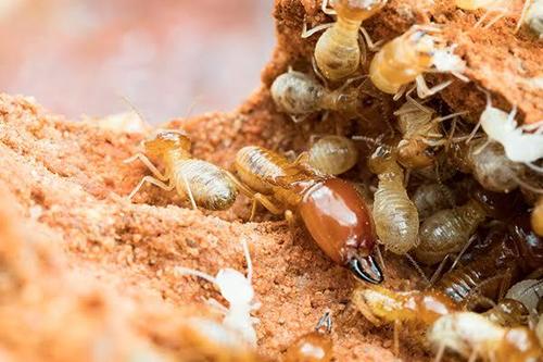 Termite Control Service - Image 4