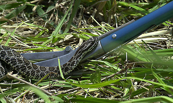 Professional Snake Control Service by Verified Fumigation Experts - Image 4